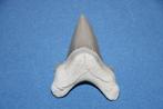 Haaientand Otodus obliquus, Verzamelen, Ophalen of Verzenden, Fossiel