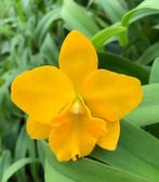 Orchidee cattleya free spirit Miami sun 2 planten, Overige soorten, Minder dan 100 cm, Halfschaduw, Bloeiende kamerplant