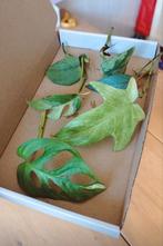 Stekjesbox variegata, Huis en Inrichting, Kamerplanten, Ophalen, Halfschaduw, Minder dan 100 cm