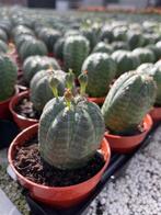 Cactus Euphorbia Obesa in de 5,5cm of 6,5 cm pot aanbieding, Huis en Inrichting, Kamerplanten, Cactus, Minder dan 100 cm, Ophalen of Verzenden