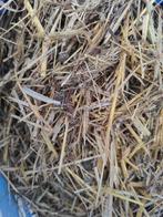 Gratis kippenmest, Tuin en Terras, Ophalen, Mest