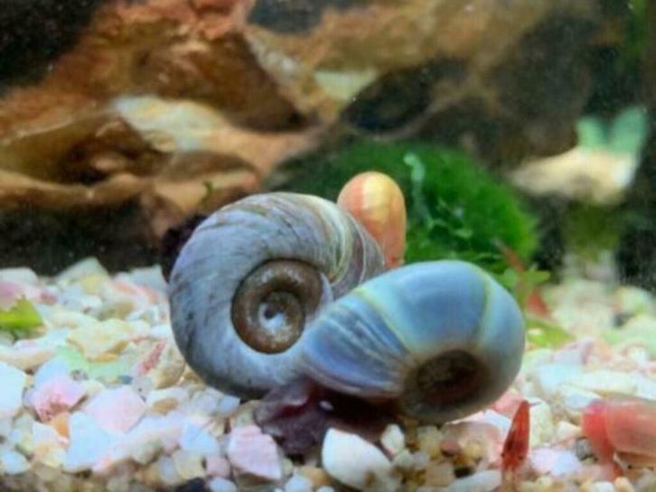Rode en Blauwe Posthoornslakken / Ramshoornslakken, Dieren en Toebehoren, Vissen | Aquariumvissen, Zoetwatervis, Slak of Weekdier