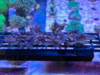 Gratis stek Seriatopora bij aankoop koraal, Dieren en Toebehoren, Vissen | Aquariumvissen, Overige typen, Zoutwatervis