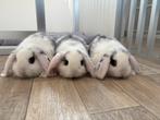 Jonge hangoor konijntjes, Dieren en Toebehoren, Meerdere dieren, Hangoor, 0 tot 2 jaar