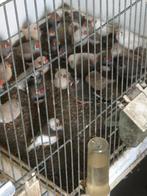 Zebravinken jong en oud man en pop, Meerdere dieren