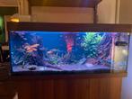 Aquarium notenhout juwel 120, Dieren en Toebehoren, Ophalen of Verzenden, Zo goed als nieuw, Gevuld zoetwateraquarium