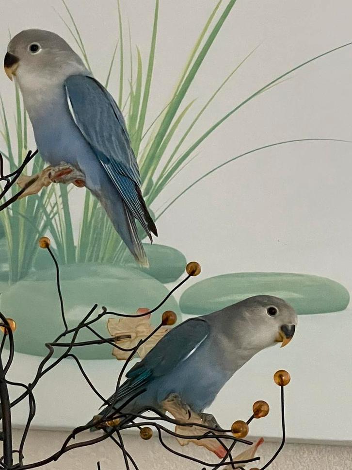 Prachtige Lieve Jonge enHand Tamme Agapornis Dwergpapegaai, Dieren en Toebehoren, Vogels | Parkieten en Papegaaien, Dwergpapegaai of Agapornis