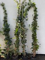 Hedera extra grote plantbent u direkt of super  snel dicht, Tuin en Terras, Ophalen, Vaste plant, Bloeit niet, Halfschaduw