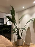 Strelitzia XXL (3 meter), Huis en Inrichting, Kamerplanten, Ophalen, Overige soorten, 200 cm of meer