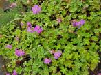 Geranium Cant. Cambridge - Ooievaarsbek, Vaste plant, Halfschaduw, Zomer, Ophalen