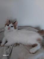Nog 1 hele mooie ragdoll   mag verhuizen, Dieren en Toebehoren, Katten en Kittens | Raskatten | Langhaar, Kater, Ontwormd