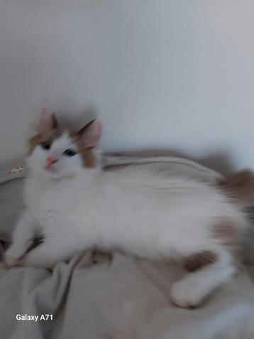 Nog 1 hele mooie ragdoll   mag verhuizen  beschikbaar voor biedingen