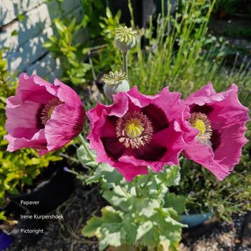 Papaver beschikbaar voor biedingen