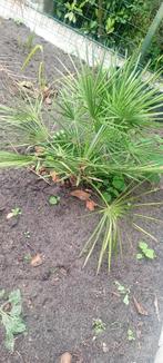 Dwergpalm chamaerops humillis, Volle zon, Vaste plant, Zomer, Ophalen