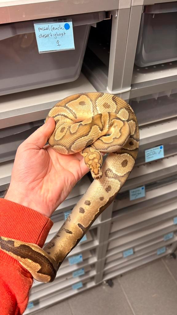 1.0 fire clown ball python