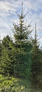 TE KOOP Grote Kerstbomen 4 tot 7 meter, Tuin en Terras, Bloeit niet, Overige soorten, 400 cm of meer, Ophalen
