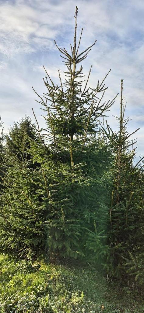 TE KOOP Grote Kerstbomen 4 tot 7 meter, Tuin en Terras, Planten | Bomen, Overige soorten, 400 cm of meer, Volle zon, Bloeit niet