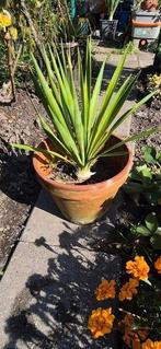 Yucca in keramische pot, Ophalen