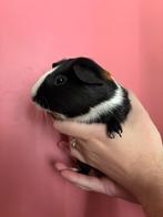 Mooi jong handtam cavia zeugje, Dieren en Toebehoren, Knaagdieren, Vrouwelijk, Tam, Maart, Cavia