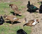3 loopeend vrouwtjes wildkleur en met wit, Dieren en Toebehoren, Pluimvee, Vrouwelijk, Eend