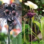 Gezocht: vleermuisbloem (tacca chantrieri) kamerplanten, Ophalen