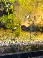 Panda guppen, Dieren en Toebehoren, Vissen | Aquariumvissen, Vis