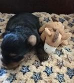 Yorkshire terrier te koop, Teef, Eén hond, Klein, Nederland