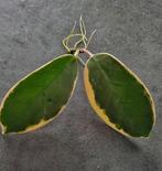 Hoya Australis Blondie stek met wortels, Overige soorten, Minder dan 100 cm, Groene kamerplant, Halfschaduw