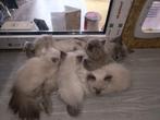 Ragdoll kittens, Dieren en Toebehoren, Katten en Kittens | Raskatten | Langhaar, Ontwormd, Meerdere dieren, 0 tot 2 jaar