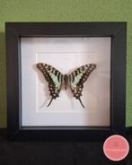 Graphium antheus vlinder – levendige lijnen in beweging, Ophalen of Verzenden, Zo goed als nieuw, Insect, Opgezet dier