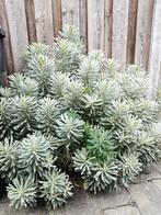 wolfsmelk winterhard 2 struiken, Tuin en Terras, Planten | Tuinplanten, Vaste plant, Halfschaduw, Zomer, Ophalen
