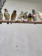 gouldamadines, Ophalen, Vogels, Diverse