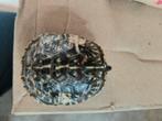 Terrapene ornata, Schildpad, Tam, 0 tot 2 jaar