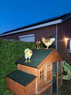 Drie hanen, Dieren en Toebehoren, Ophalen, Nieuw, Overige typen