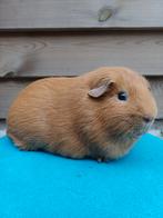Gladhaar Buff beer, Dieren en Toebehoren, Cavia, Mannelijk, November, Tam