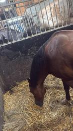 Verzorg pony gezocht, Dieren en Toebehoren, Paarden en Pony's | Verzorgingsproducten, Ophalen of Verzenden