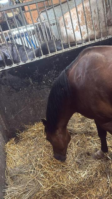 Verzorg pony gezocht beschikbaar voor biedingen