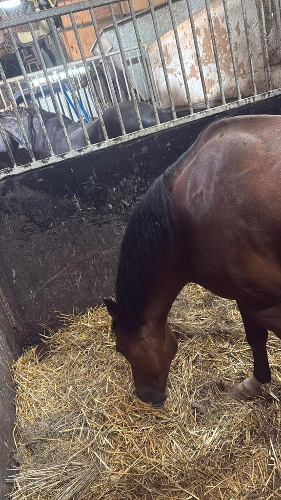 Verzorg pony gezocht, Dieren en Toebehoren, Paarden en Pony's | Verzorgingsproducten, Ophalen of Verzenden