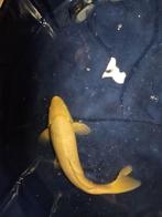 karashigoi Japanse koi, Karper of Koi