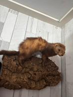 Opgezette hermelijn – taxidermie / wanddecoratie, Ophalen, Nieuw, Overige soorten, Opgezet dier