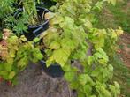 Doornloze zomerframboos te koop rood ecologisch, Ophalen, Volle zon, Vaste plant, Fruitplanten