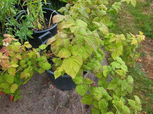 Doornloze zomerframboos te koop rood ecologisch, Tuin en Terras, Planten | Tuinplanten, Vaste plant, Fruitplanten, Volle zon, Lente