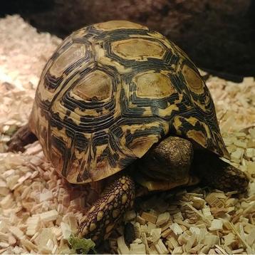 Stigmochelys pardalis babcockii beschikbaar voor biedingen