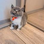 Raszuivere britse korthaar kittens!, Meerdere dieren, Gechipt, 0 tot 2 jaar
