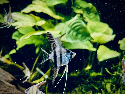 Maanvissen (Jonge) Pterophyllum scalare, Dieren en Toebehoren, Vissen | Aquariumvissen, Vis