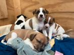Boerenfox pups zoeken (bijna) een nieuw baasje!, Dieren en Toebehoren, Rabiës (hondsdolheid), 8 tot 15 weken, Meerdere, Meerdere dieren