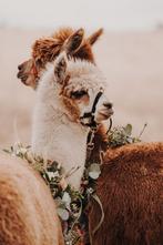 DHW Elvis- bonte alpaca hengst, Dieren en Toebehoren, Overige Dieren, Mannelijk