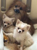 Prachtige Pomchi pups, Dieren en Toebehoren, Keeshond, CDV (hondenziekte), 8 tot 15 weken, Meerdere