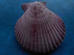Schelpen: Pecten asperrimus Lam f+++ 80mm, Verzenden, Schelp(en)