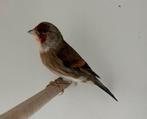 Bastaard putter x kanarie mannen, Meerdere dieren, Geringd